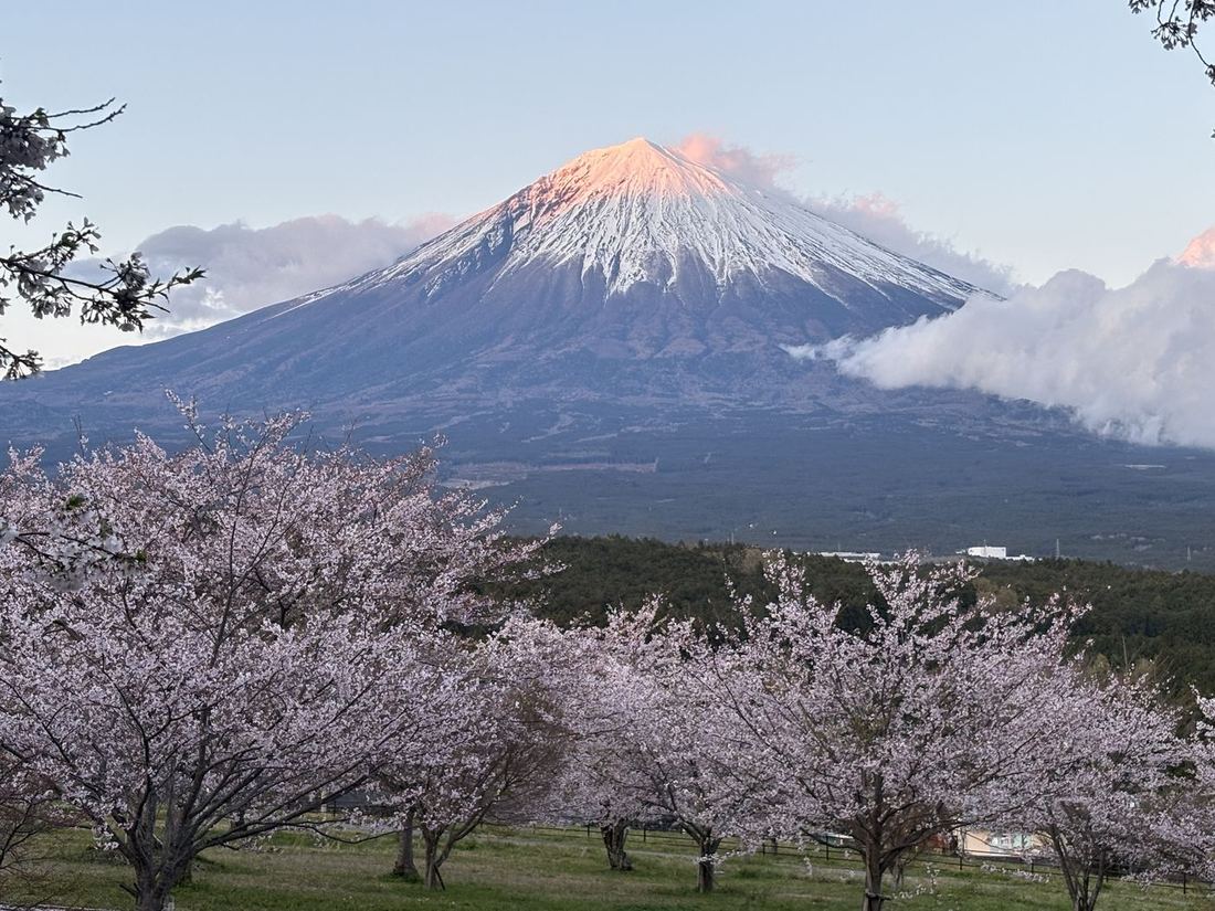 Mt. Fuji at sunrise above cherry blossoms
