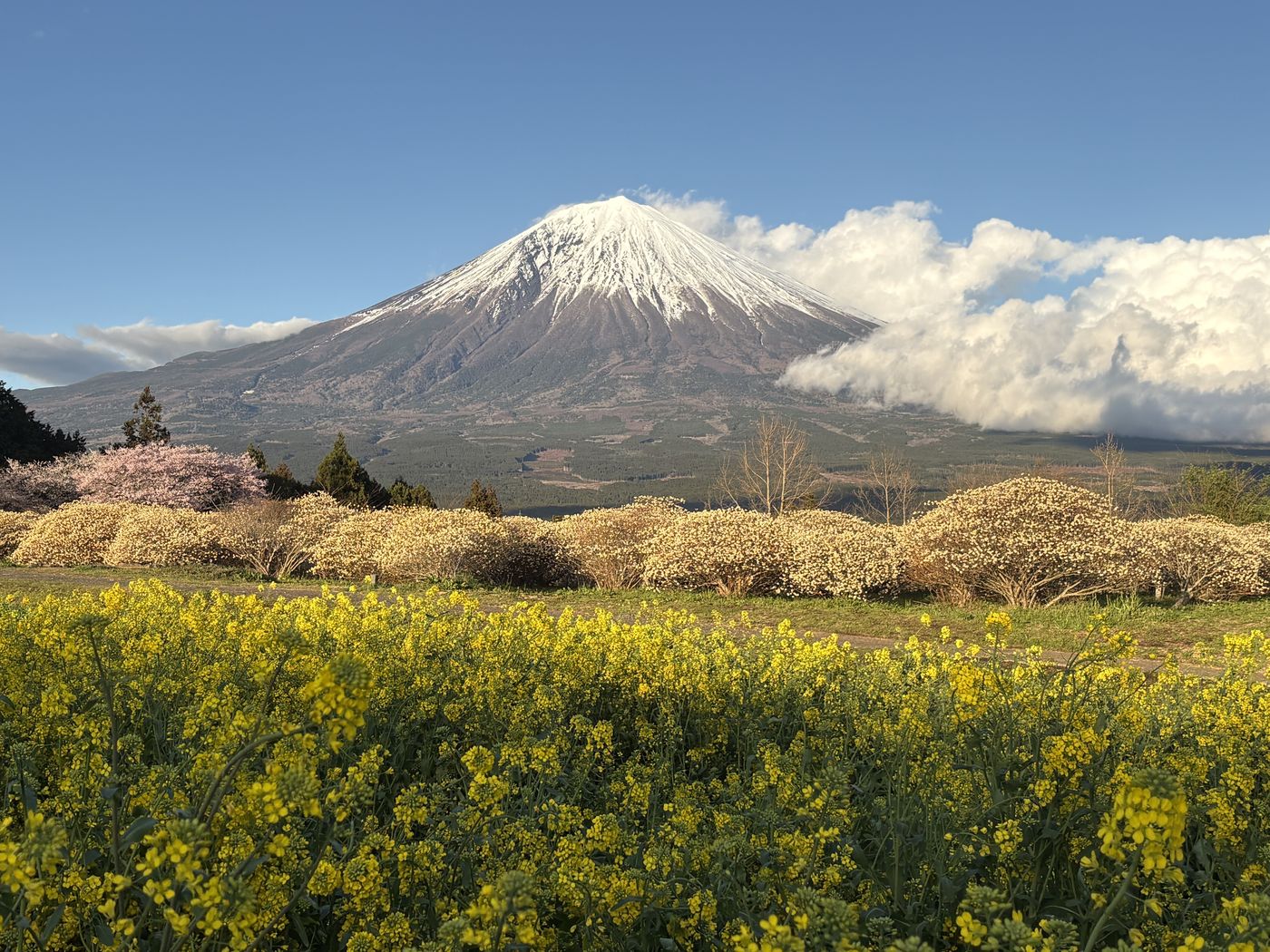 Snow-capped Mt. Fuji above spring flower fields on the southern side
