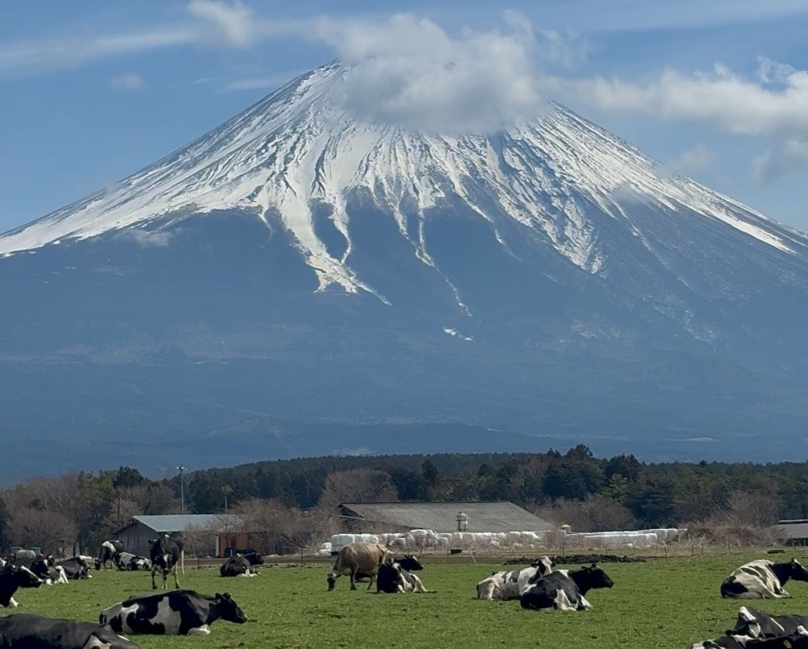 Cows grazing on a highland plateau beneath snow-capped Mt. Fuji