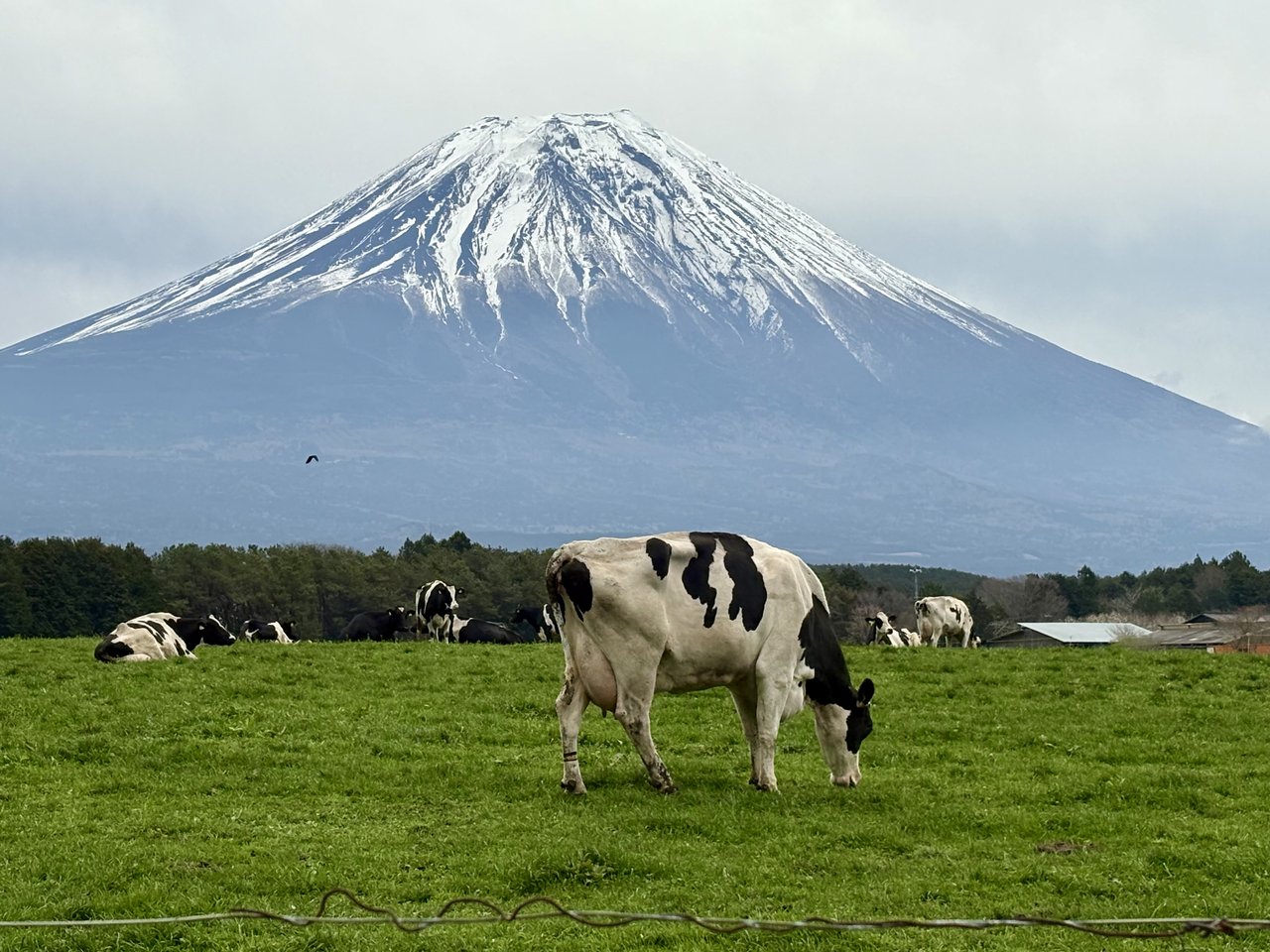 Mt. Fuji rising over the Asagiri plateau with dairy cows grazing in green pasture